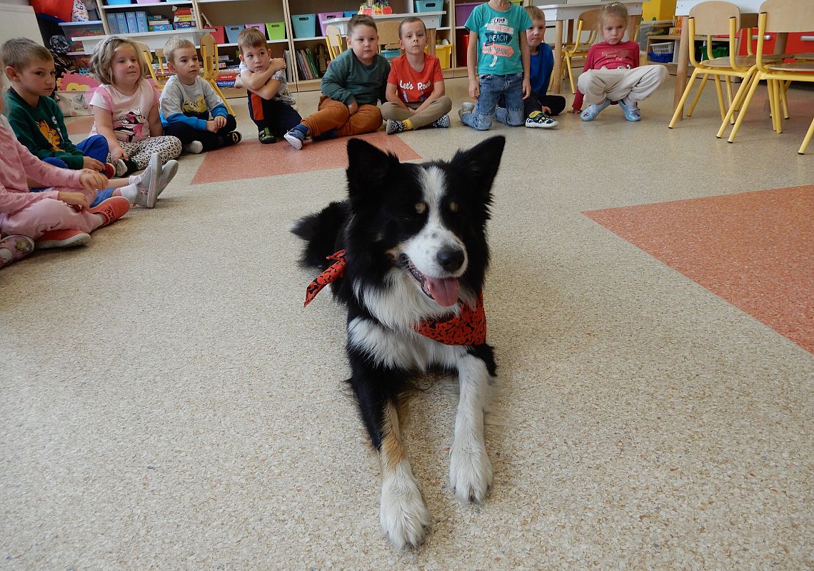 Grafika 1: Dogoterapia w grupach przedszkolnych.