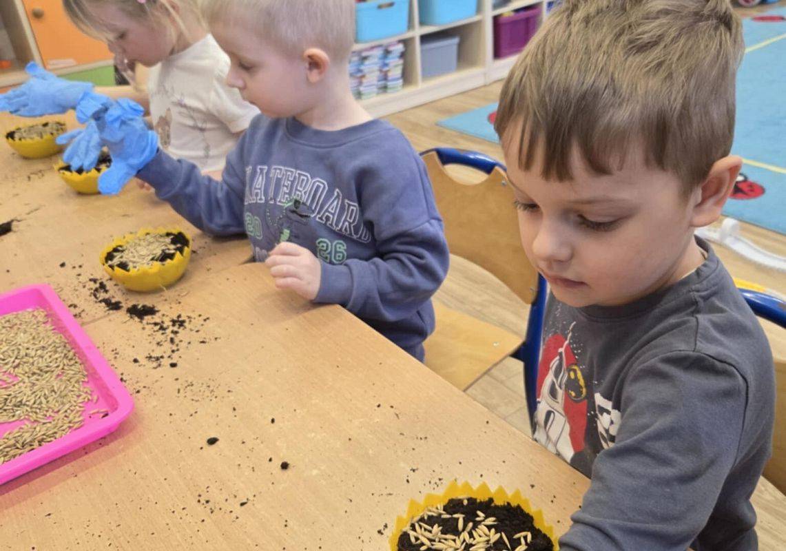 Grafika 1: Wiosenne sianie owsa w naszym przedszkolu