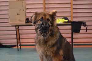 Grafika #0: Bezpiecznie z psem