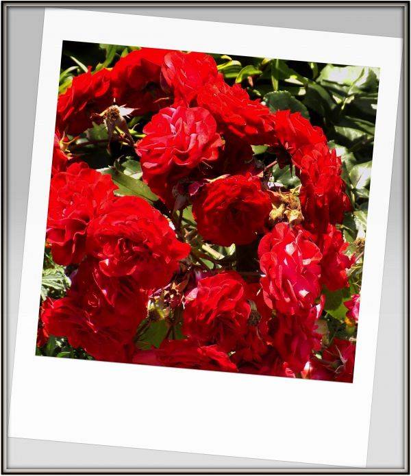 Grafika #0: Dzień Babci i Dziadka