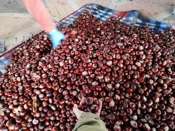 Grafika #0: Akcja "Kasztanobranie 2018"