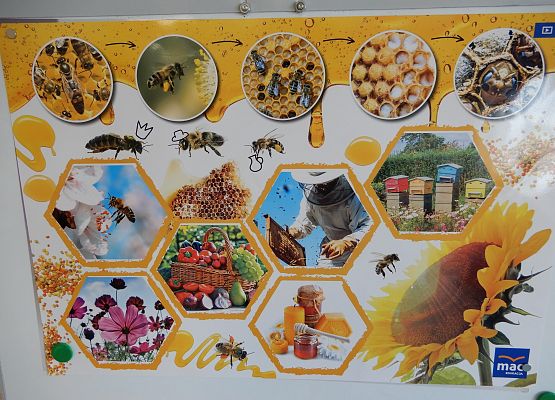 Grafika 5: Dzień miodu w przedszkolu