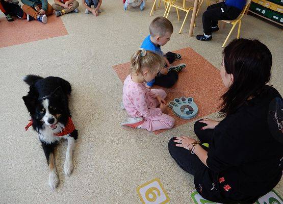 Grafika 12: Dogoterapia w grupach przedszkolnych.