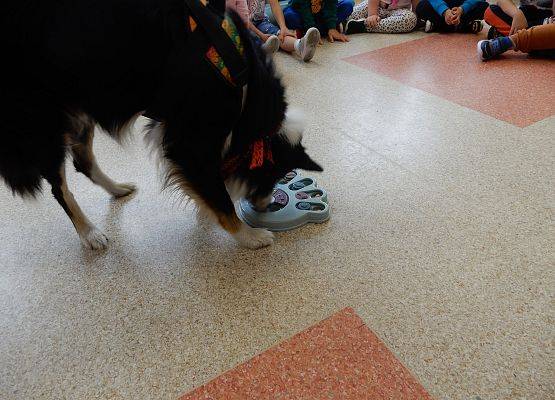 Grafika 14: Dogoterapia w grupach przedszkolnych.