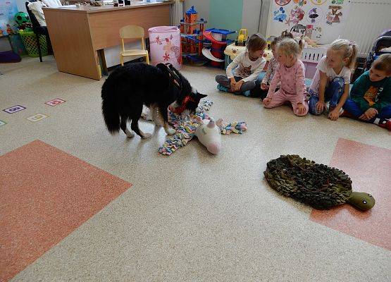 Grafika 18: Dogoterapia w grupach przedszkolnych.