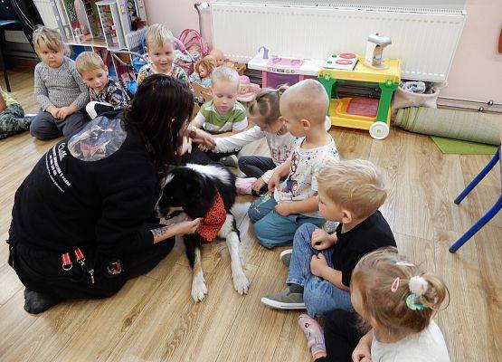 Grafika 29: Dogoterapia w grupach przedszkolnych.