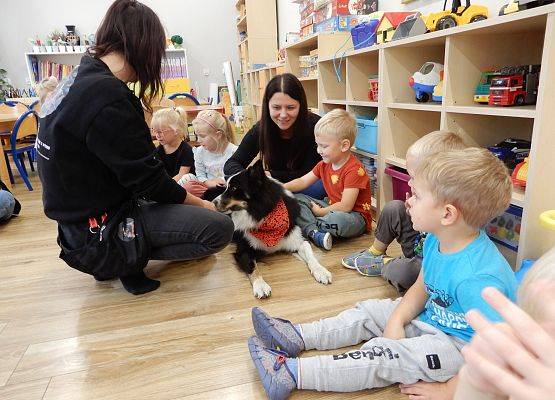 Grafika 33: Dogoterapia w grupach przedszkolnych.