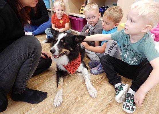 Grafika 35: Dogoterapia w grupach przedszkolnych.
