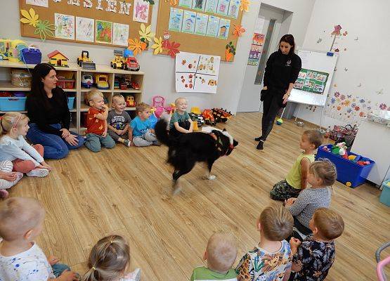 Grafika 43: Dogoterapia w grupach przedszkolnych.