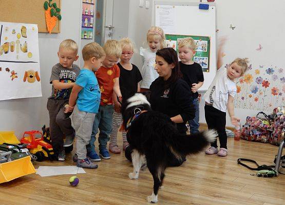 Grafika 46: Dogoterapia w grupach przedszkolnych.