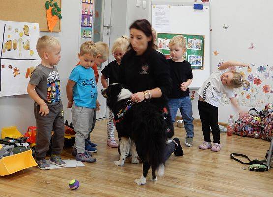 Grafika 47: Dogoterapia w grupach przedszkolnych.