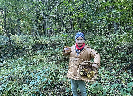 Grafika 2: Grzybobranie