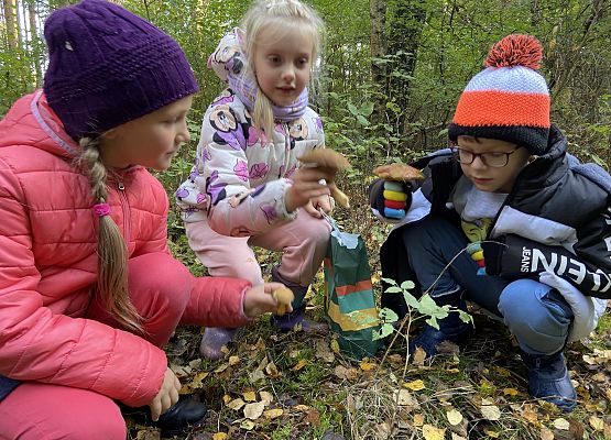 Grafika 7: Grzybobranie