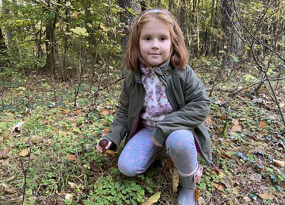 Grafika 13: Grzybobranie