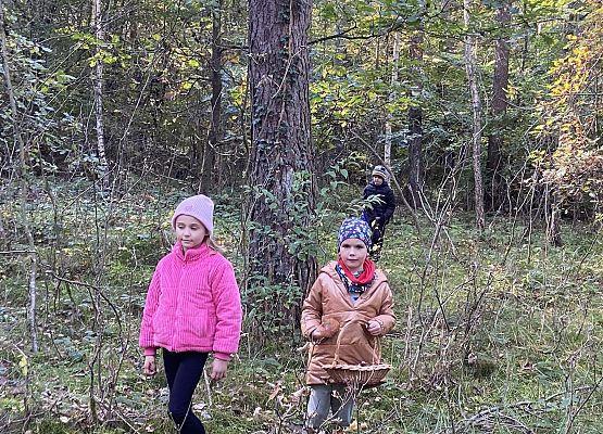 Grafika 14: Grzybobranie