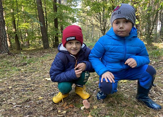 Grafika 16: Grzybobranie