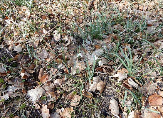 Grafika 16: Witamy wiosnę