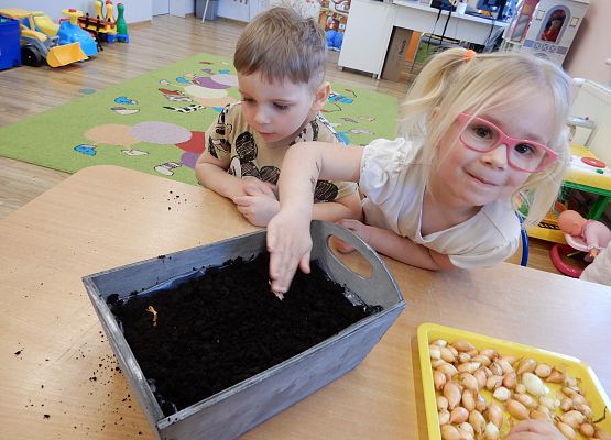 Grafika 3: Sadzimy cebulę w przedszkolu