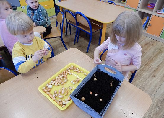 Grafika 4: Sadzimy cebulę w przedszkolu