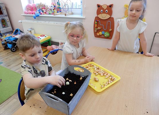 Grafika 5: Sadzimy cebulę w przedszkolu
