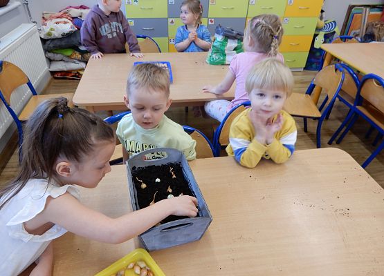 Grafika 7: Sadzimy cebulę w przedszkolu