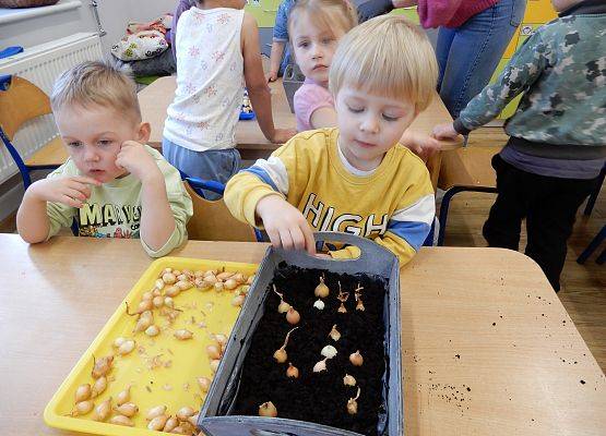 Grafika 8: Sadzimy cebulę w przedszkolu