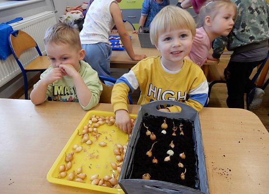 Grafika 9: Sadzimy cebulę w przedszkolu