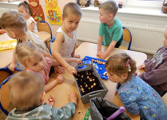 Grafika 11: Sadzimy cebulę w przedszkolu