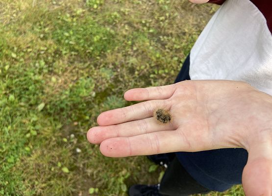 Grafika 24: Przyroda wokół nas