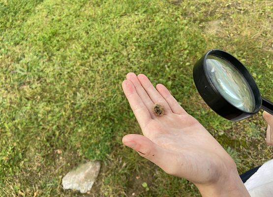 Grafika 25: Przyroda wokół nas