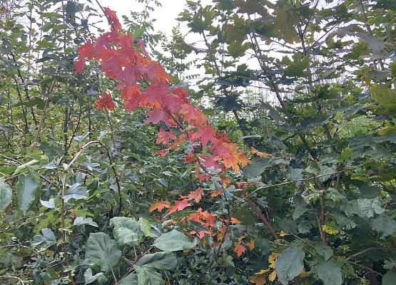 Grafika 29: Przyroda wokół nas