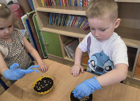 Grafika 6: Wiosenne sianie owsa w naszym przedszkolu