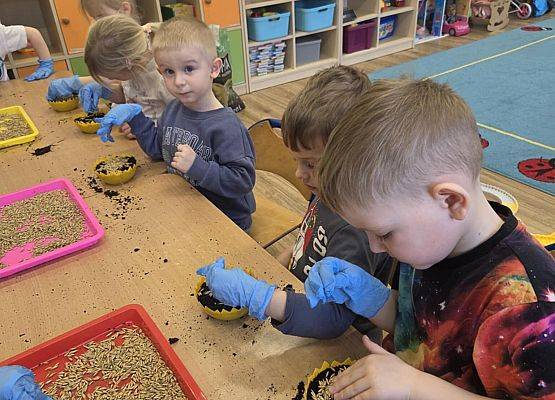 Grafika 3: Wiosenne sianie owsa w naszym przedszkolu