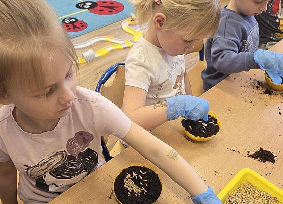 Grafika 7: Wiosenne sianie owsa w naszym przedszkolu