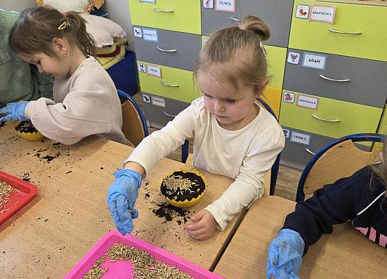 Grafika 5: Wiosenne sianie owsa w naszym przedszkolu