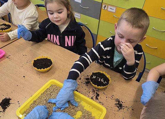 Grafika 8: Wiosenne sianie owsa w naszym przedszkolu