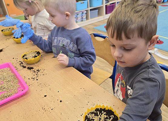 Grafika 1: Wiosenne sianie owsa w naszym przedszkolu