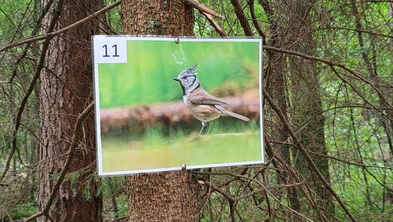 Grafika #19: Warsztaty ornitologiczne w okolicach Jeziora Sarbsko