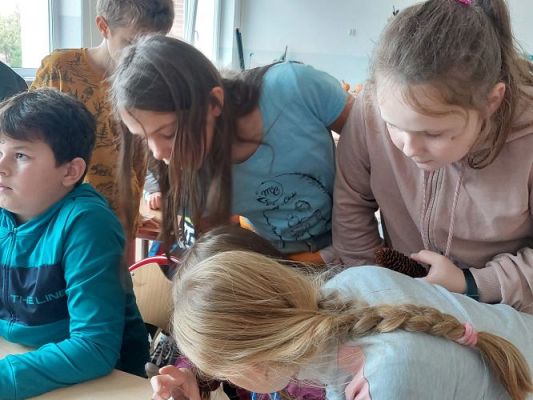 Grafika #4: Warsztaty przyrodnicze "Bałtyk, grzyby, nasiona i pająki"