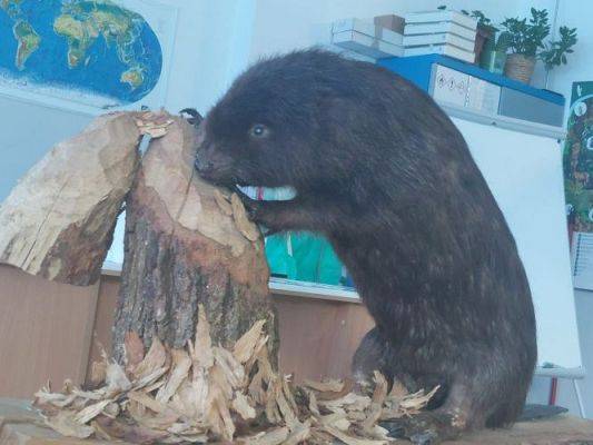 Grafika #4: Lekcja przyrody z Nadleśnictwem Lębork