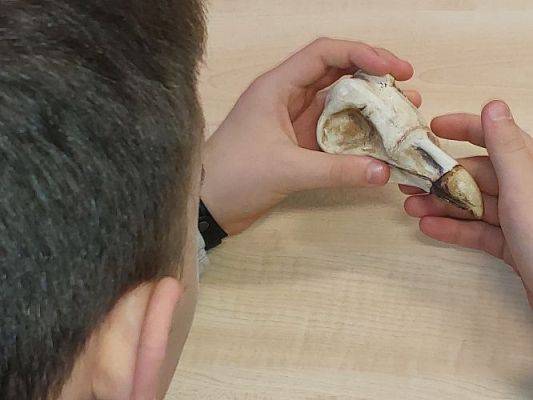 Grafika #5: Zimowe Ptakoliczenie 2024