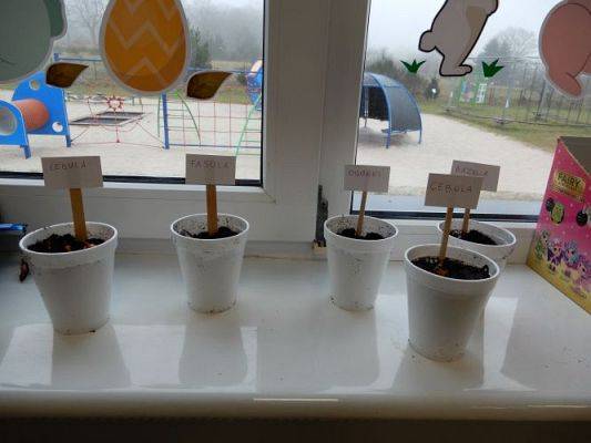 Grafika #15: Zielony ogródek