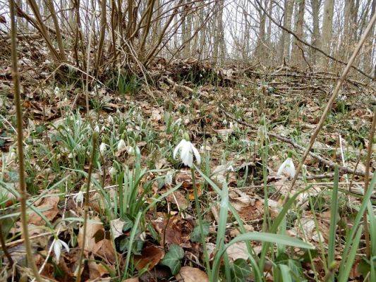 Grafika #14: Witaj wiosno !!!!