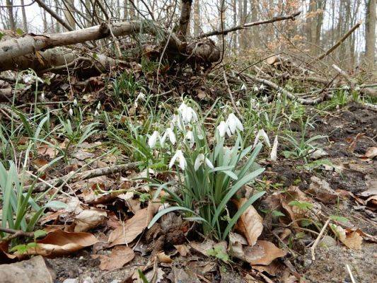 Grafika #15: Witaj wiosno !!!!