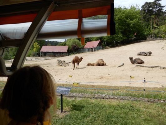 Grafika #14: Wycieczka do zoo